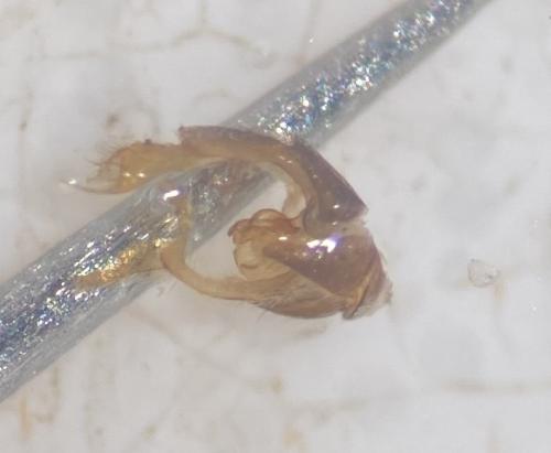 Malthodes sp.